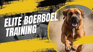 ELITE BOERBOEL TRAINING  #boerboeltraining #dogtraining by Exotic Boerboels 666 views 3 months ago 3 minutes, 8 seconds