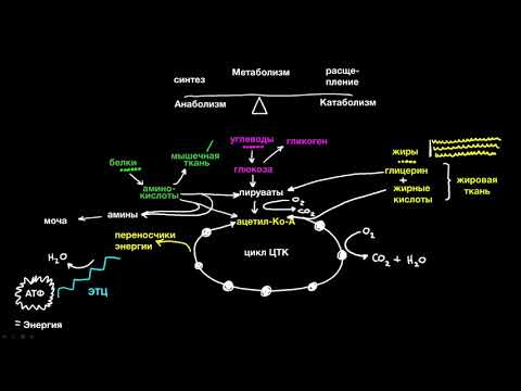 Видео: Каковы три основных метаболических пути?