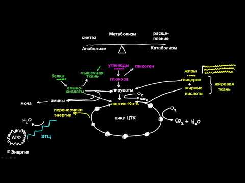 Видео: Одноклеточное профилирование LncRNAs в развивающемся мозге человека