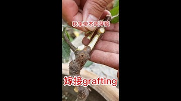 既簡單又快的果樹嫁接方法，成活率又高的秋季帶木質芽接來了    Simple and fast grafting method for fruit trees, the autumn grafting