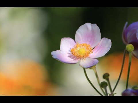 《执迷不悔》，王菲粤语金曲，男声翻唱