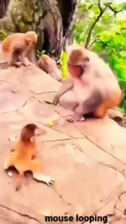 #mandarin #funny #video #viral #shorts