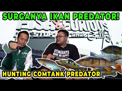 SURGANYA IKAN PREDATOR! HUNTING COMTANK PREDATOR