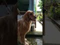 Golden retriever having shower time goldenretriever shorts