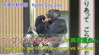 【Gorilla】モモタロウ　VS 　飼育員さん【京都市動物園】Momotaro vs keeper・Kyoto City Zoo