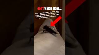 We Found A Giant Roach In Our Airbnb Bed