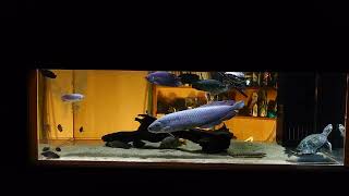 No.882】180×90×60cm水槽 - YouTube