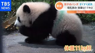 双子のパンダ すくすく成長 母乳飲み 体重は１１キロ超