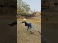 fliper Koi Takkar ka mila hai. #flip