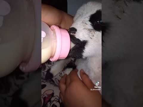 كيفية ارضاع خروف صغير ماتت امه