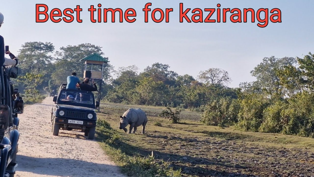 আজি Safari ত কি কি পালো | kaziranga safari ৰ আটাইতকৈ ভাল সময় , Best Timing কেতিয়া 