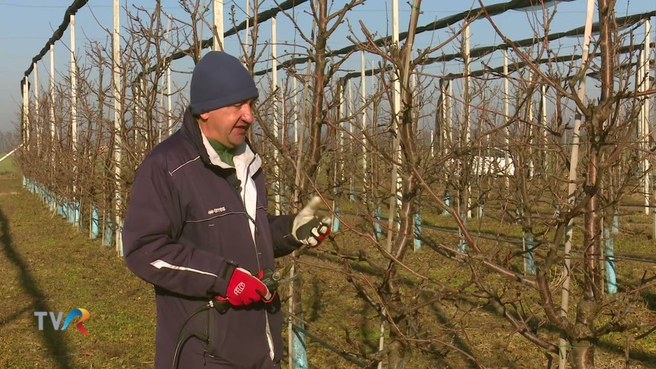 Viata Satului - Iarna în livadă (tăierile pomilor fructiferi)