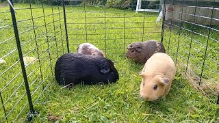 Guinea pigs in the garden