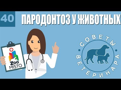 Видео: Пародонтоз у собак