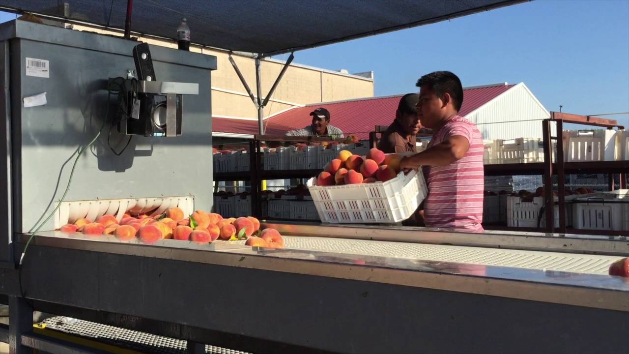 Eckert's Farm Peach Trip August 2016 YouTube