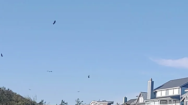 Eagles soaring over our neighbor's house
