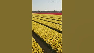 Thumbnail of Tulips from Holland with #calming #piano music #pianomusic #shorts #tulpen