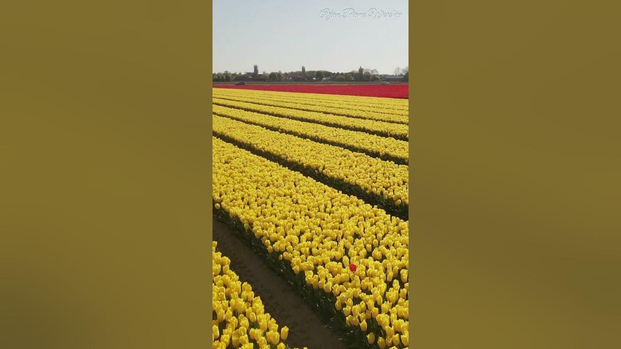 Tulips from Holland with #calming #piano music #pianomusic #shorts #tulpen