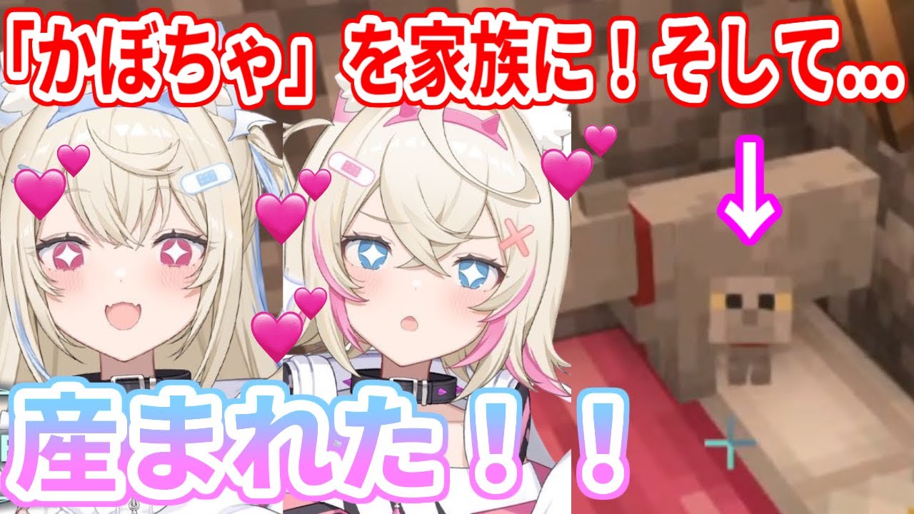 新たに猫の「かぼちゃ」を家族に迎え入れるフワワ！そして、小さな命の誕生に大喜びの２人【ホロライブ切り抜き/FUWAMOCO/フワモコ】