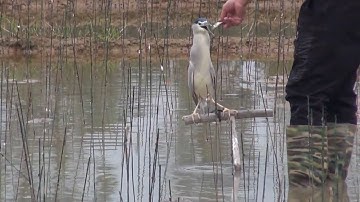 Chia sẻ cách nuôi vạc mồi ( Cách chọn thức ăn và cho vạc ăn ) Anh em tham khảo