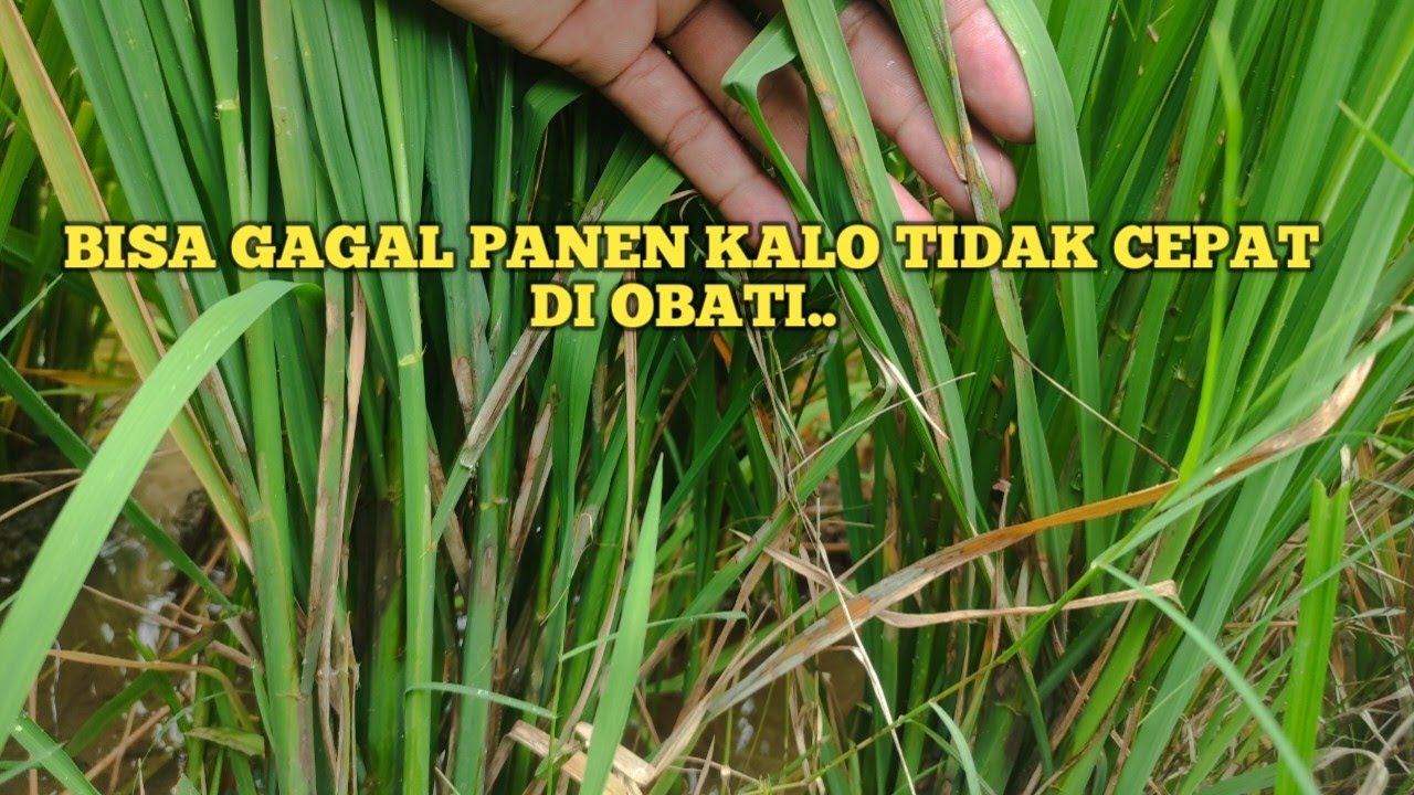 SEMUA PETANI GEMBIRA... Kalau tau cara mengatasi penyakit daun padi menguning, merah dan kering..