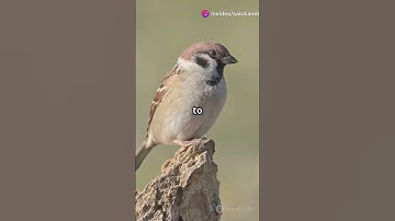 world sparrow day 2025 #sparrow #sparrowday