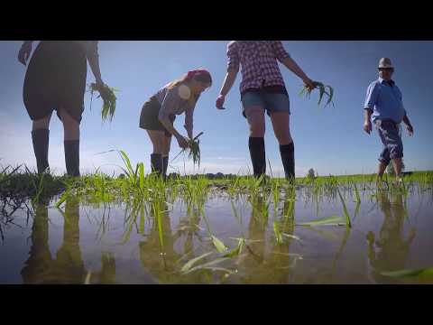 Video: Quanto tempo impiega il riso per crescere e raccogliere?