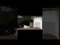 行く場所のない小さな捨て猫が縄張りからも追いやられた #shorts