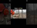 Timber stand improvement - deer, turkey, money!