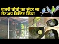 Bajri Toto Ka Pyara Sa Setup Visit Kia | 10 pairs Budgies Parrots Setup Visit With Progress