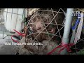 Enqute sur les leveurs de chiens vietnamiens  maladies blessures et mutilations