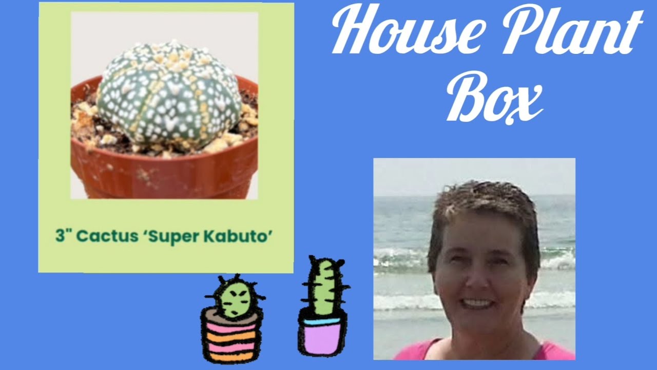 House Plant Subscription Box! See the Cactus of the Month!