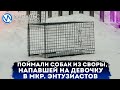 В Новом Уренгое поймали собак из своры, напавшей вчера на девочку в мкр. Энтузиастов