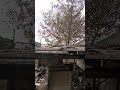 Киця вилізла на дах/kitty on the roof.