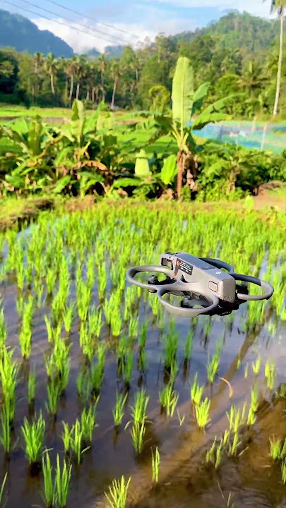 Morning Vibe ✈️❤️DJI AVATA 2 #aerialvidssl #dronefootage #morningvibes #fyp #viralvideo #dronelife