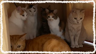 【DIY】こたつに集まる猫たち