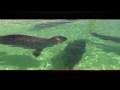 De Zeehonden van Ecomare texel Mp3 Song