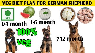 Veg Diet plan for German shepherd from 0-12 months : 100% veg diet chart of gsd by At Mix 2,679 views 4 weeks ago 10 minutes, 1 second