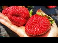 เก็บสตอเบอรี่หวานๆสดๆจากฟาร์ม🍓ม่วนแฮงพี่น้องจ๋า💓 Picking Strawberry for the first time.