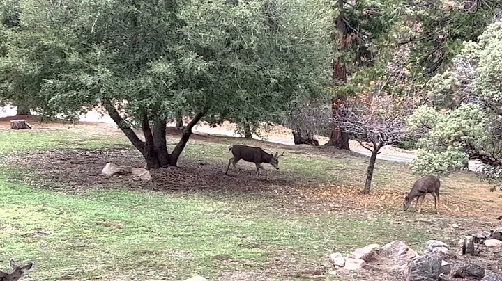 More deer at Camp Nelson.