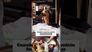 El también quiere conversar💝#perros #mascotas  #amor #tierno #adorable