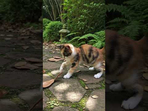 庭の散歩 #子ネコ #三毛猫 #cat