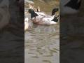 Beautiful Ducks at Poovar Island #ducks #duck #poovarisland