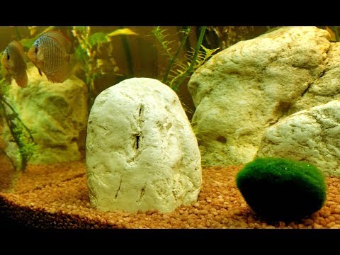 DIY - Aquarium - CLADOPHORA Aegagropila Linnaei - ball plant musk