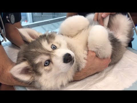 Video: ¿Mi perro se ha comido un calcetín?