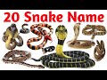 Slither &amp; Learn: 20 Snake Names for Kids! Snakes of the World | Learn Snake Names with Fun Facts
