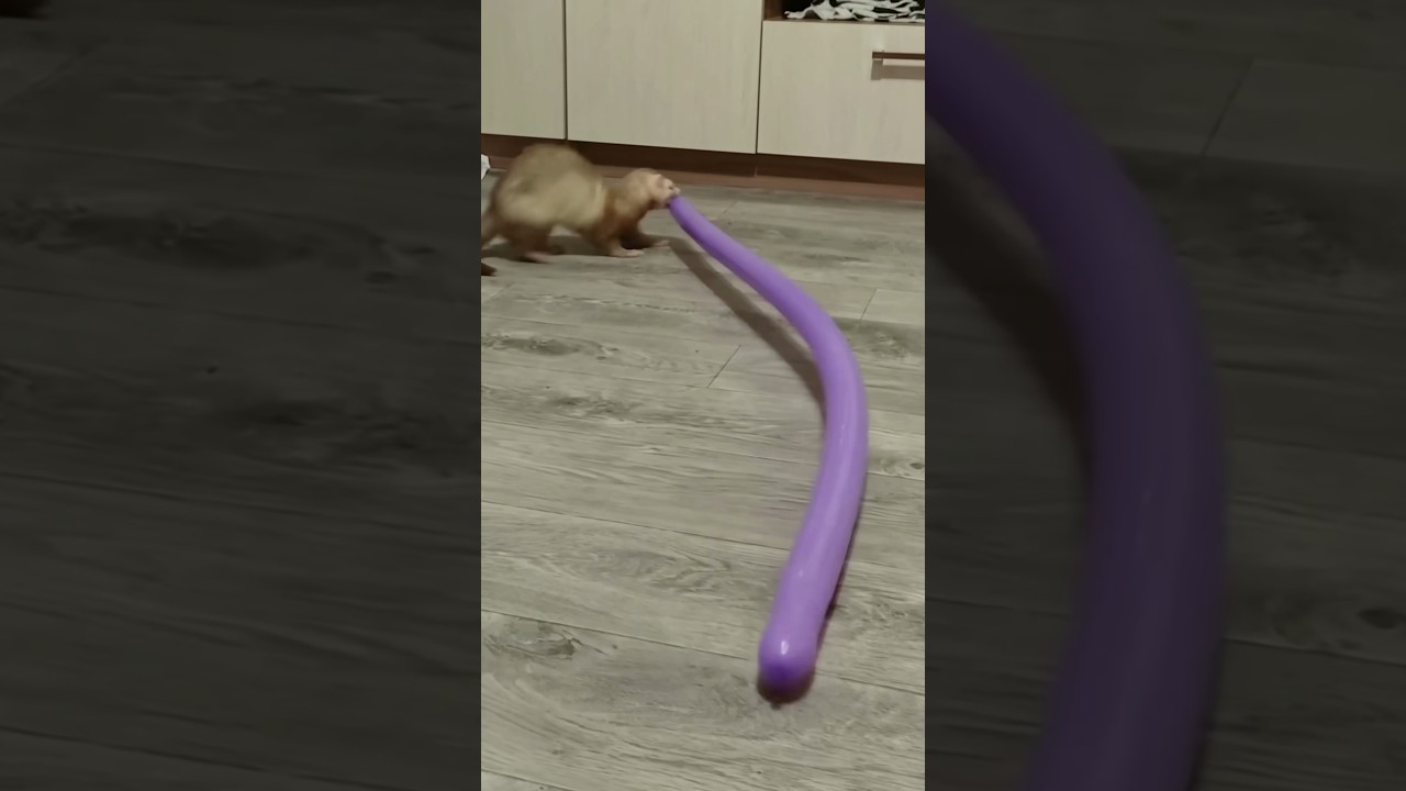 Ferret Drags Long Purple Balloon Backward Until It Pops