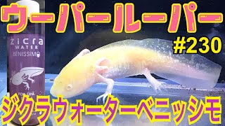 【ウーパールーパー】230 ジクラウォーターベニッシモ水質調整剤 axolotl