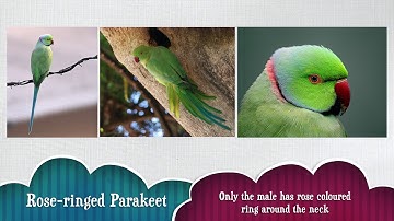 Birding for Beginners - Basics and Beyond