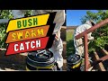 Beekeeping  bush swarm catch  first swarm catch of 2024